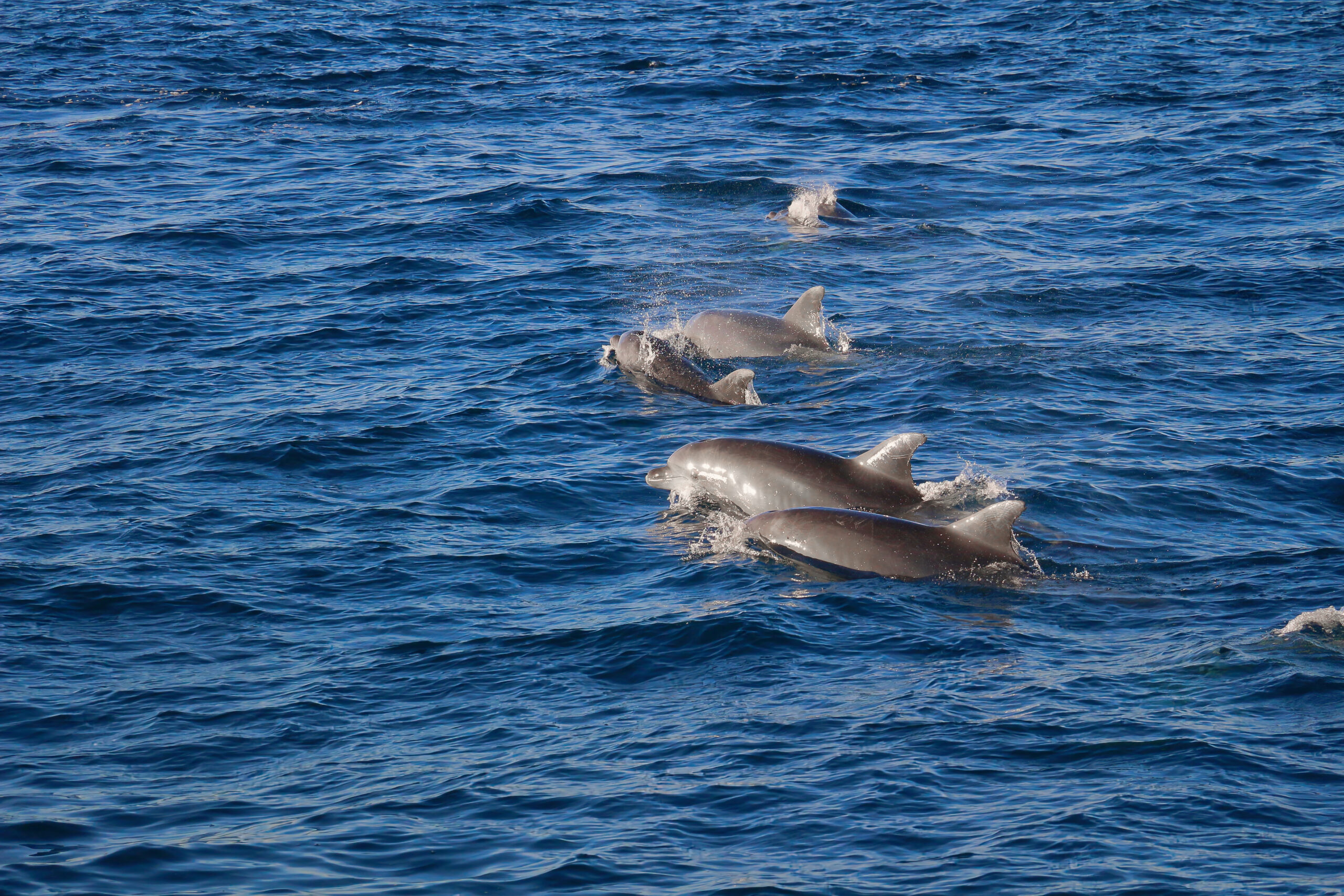Sunset Dolphin Boat Tour Pula