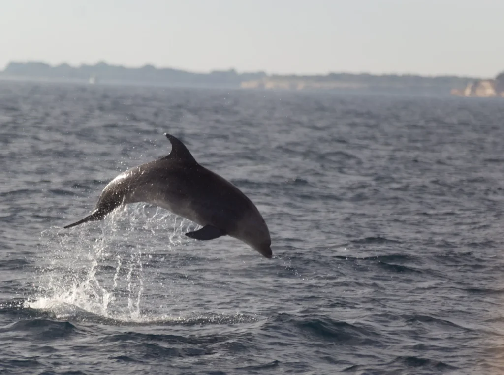 Dolphin watching in Pula near Brijuni Islands