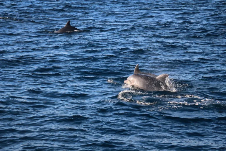 Delfin im Adriatischen Meer während Delfin Tour von Pula
